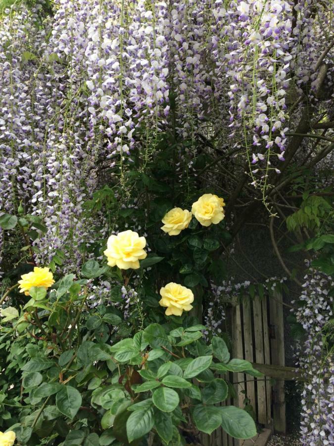 Country Garden House Holiday Homes แบลลีย์มันนี ภายนอก รูปภาพ